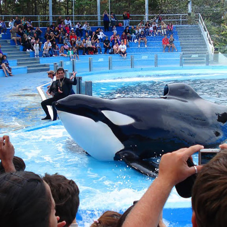 Falleció Kshamenk, la orca que vivió más de 30 años bajo cuidado en Mundo Marino