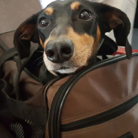 Habilitan el traslado de animales domésticos en servicios de larga distancia