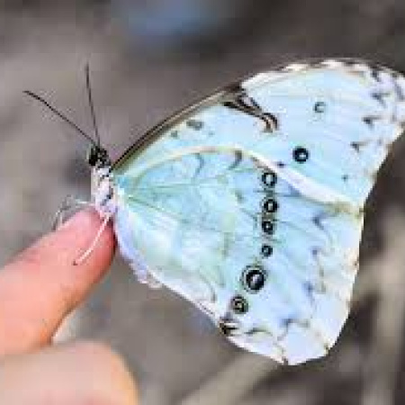 La Provincia declaró Monumento Natural a la mariposa Bandera Argentina
