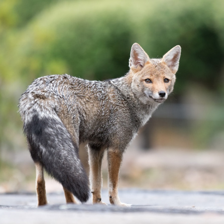 Más zorros grises en zonas urbanas de Pilar: recomiendan no molestarlos