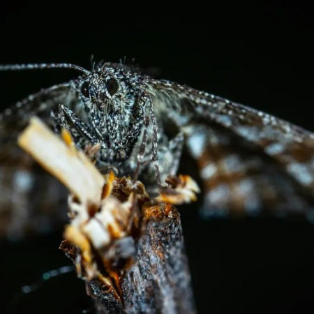 Preocupación sanitaria por polillas negras en Tigre y Escobar