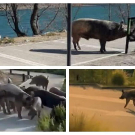 Detectan cerdos salvajes en Nordelta en medio del operativo por los carpinchos
