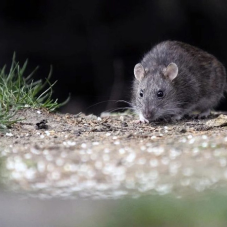 Alerta por hantavirus: confirman un brote y crecen los casos en la provincia de Buenos Aires