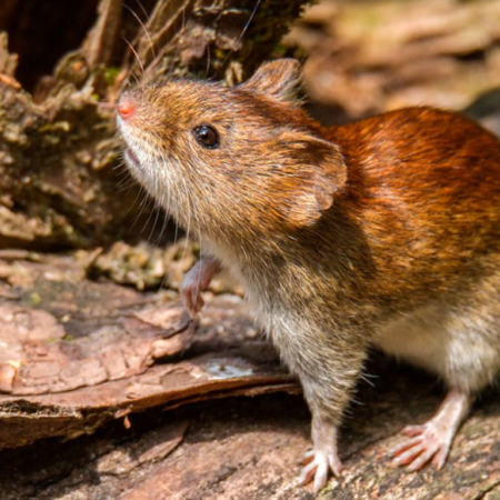 Una persona falleció por hantavirus en Arrecifes y ya son cinco las víctimas en PBA