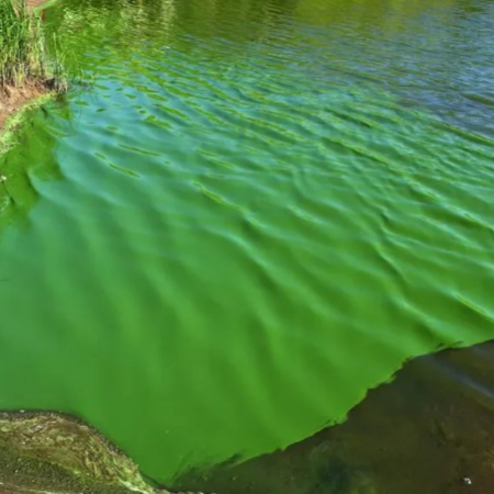 De verde intenso a bandera roja: la laguna que preocupa a toda la provincia