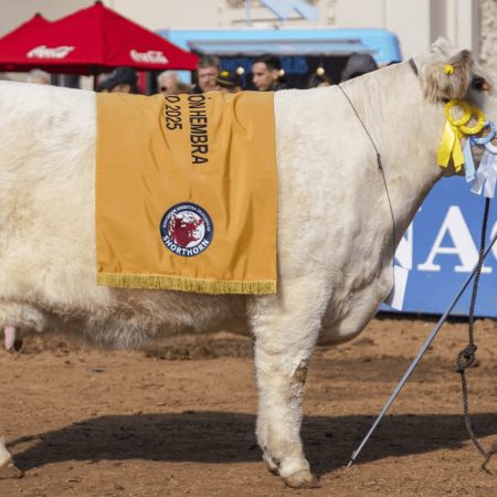 Una vaca de Trenque Lauquen fue coronada como la mejor Shorthorn del mundo