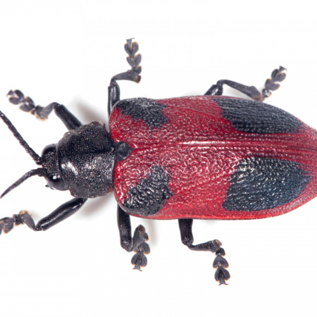 Emergencia fitosanitaria en la isla Martín García por el picudo rojo, “la plaga global más destructiva de las palmeras”