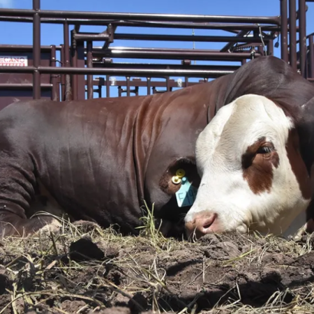 Fuerte rechazo del campo bonaerense a la desregulación de la vacunación contra la aftosa
