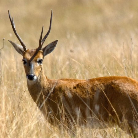 La Provincia autorizó la caza de jabalíes para proteger al venado de las pampas
