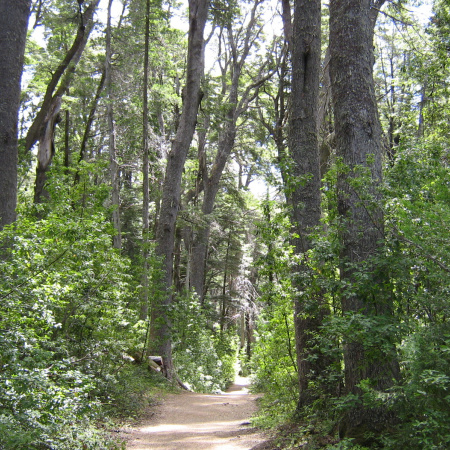 La Provincia financiará proyectos para conservar y restaurar bosques nativos