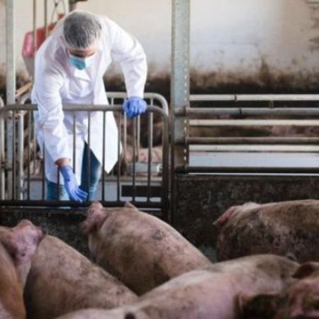 Triquinosis: los casos confirmados en la Provincia ya son 4,6 veces más que en 2025