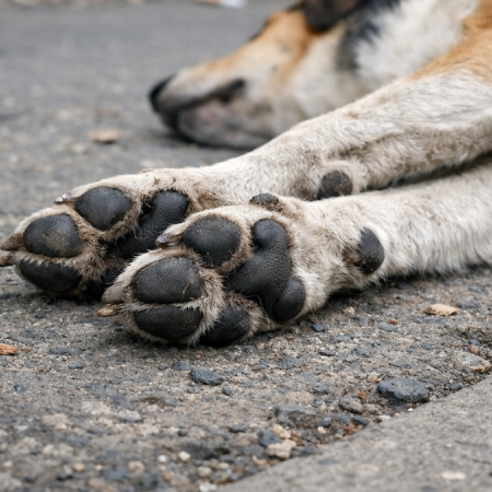 Bolívar: ofrecen $1.500.000 para esclarecer los envenenamientos de animales