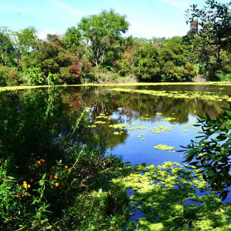 Reserva Natural de Vicente López: el refugio verde que sorprende en plena ciudad