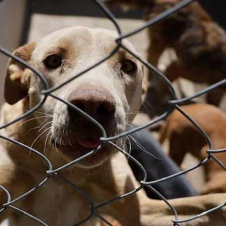 Presentan un proyecto para sancionar el maltrato animal en la Provincia