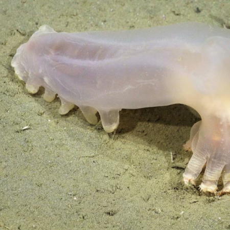 Mar del Plata: CONICET descubrió 57 nuevas especies en su cañón submarino