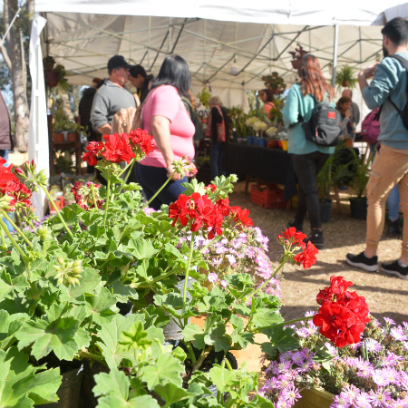 Cazón, el pueblo de los viveros, abre su Expo en el fin de semana largo