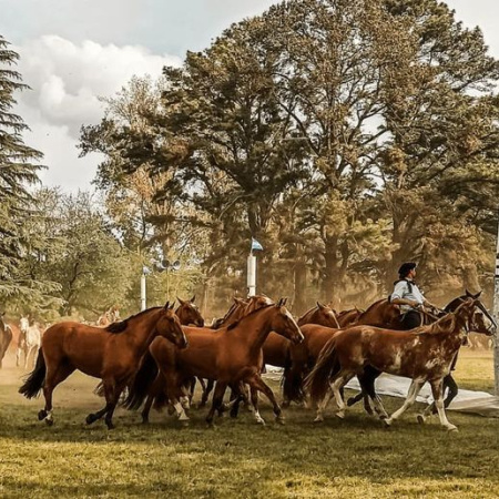 Del 7 al 11 de octubre, Bragado vive la Fiesta Nacional del Caballo con muestras y shows