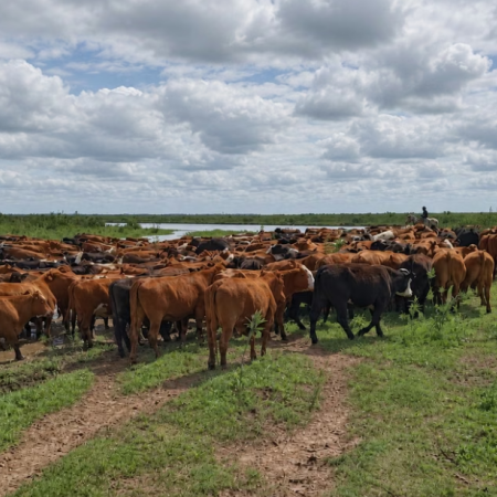 Crecida del Paraná: productores de San Nicolás, Ramallo y San Pedro evacúan ganado